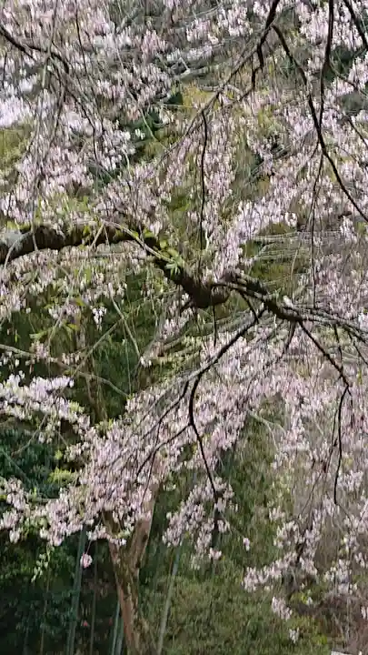 青渭神社里宮の自然