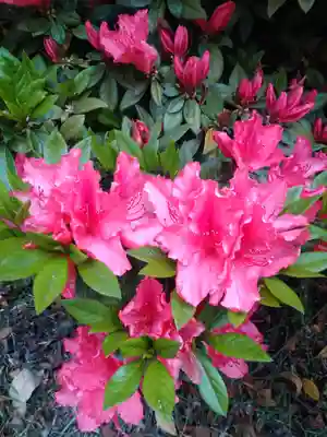 國鉾神社の自然