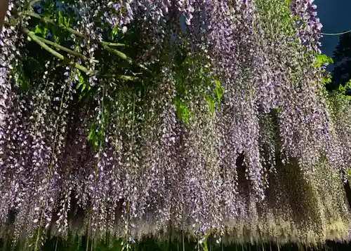 天台宗 五大山 白毫寺の自然