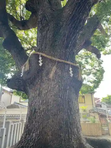 阿保神社の自然