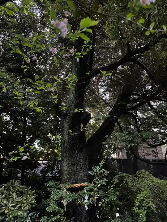 東京大神宮(東京都)