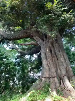 熊野神社の自然