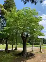 大宮神社の自然