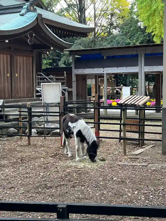 平塚八幡宮(神奈川県)