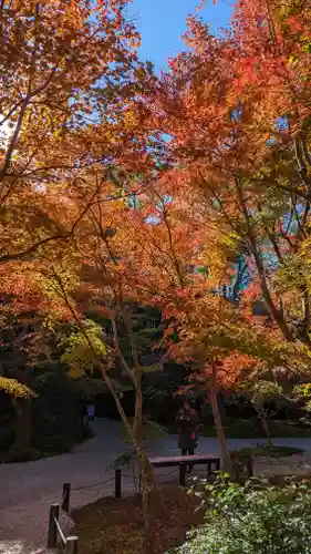圓光寺(京都府)