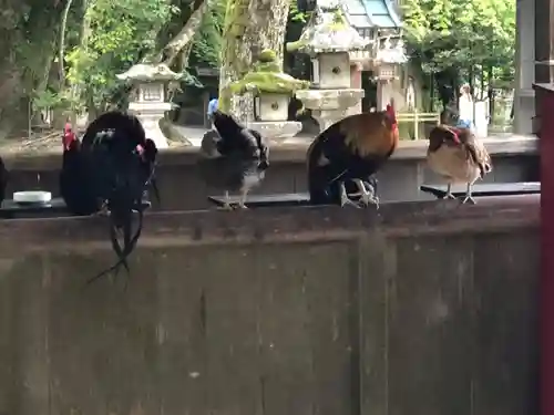 石上神宮の動物