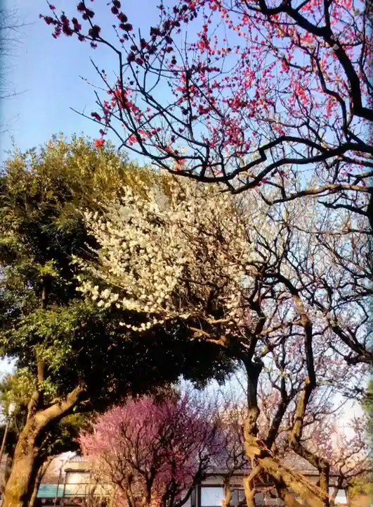 新井天神北野神社(東京都)