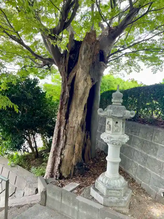 相模國分寺(神奈川県)
