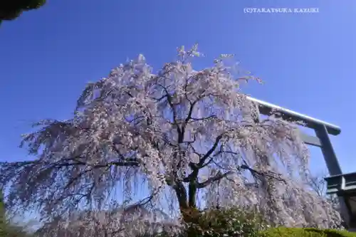 櫻木神社(千葉県)