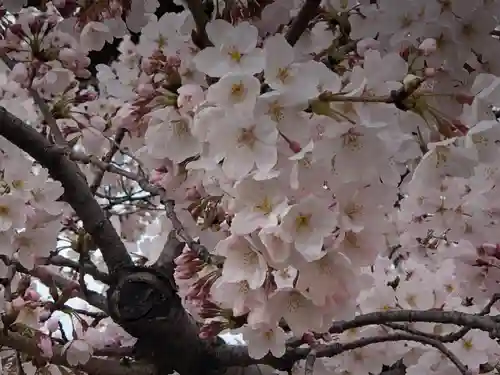 荒井神社の自然
