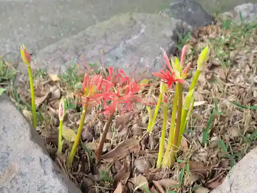 恵美須神社の自然