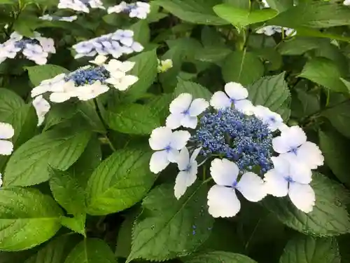 三室戸寺の自然