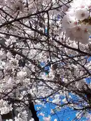 秋葉神社の動物