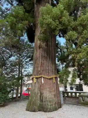 飛驒一宮水無神社の{uncategorized: "未分類", other: "その他", undefined: "問題あり", building: "その他建物", grave: "お墓", sacred_gate: "鳥居", guardian: "狛犬", statue: "像", buddha: "仏像", history: "歴史", nature: "自然", garden: "庭園", animal: "動物", pagoda: "塔", temizu: "手水舎", mountain_gate: "山門・神門", sanctuary: "本殿・本堂", subordinate: "末社・摂社", art: "芸術", scenery: "景色", jizo: "地蔵", ema: "絵馬", goshuin: "御朱印", omikuji: "おみくじ", items: "授与品その他", amulet: "お守り", goshuincho: "御朱印帳", eats: "食事", festival: "お祭り", votive_dance: "神楽", shichigosan: "七五三参", wedding: "結婚式", experience: "体験その他", initially: "初詣", around: "周辺", anti_infection: "感染症対策"}