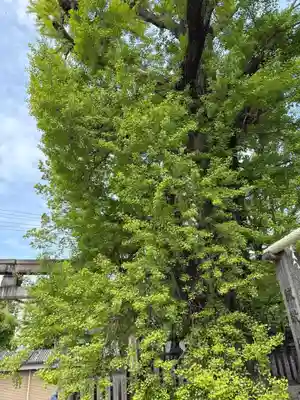 白山神社(大阪府)