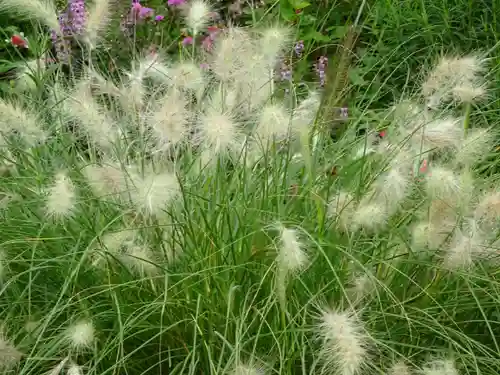 立志神社の自然