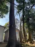金ヶ作熊野神社の{uncategorized: "未分類", other: "その他", undefined: "問題あり", building: "その他建物", grave: "お墓", sacred_gate: "鳥居", guardian: "狛犬", statue: "像", buddha: "仏像", history: "歴史", nature: "自然", garden: "庭園", animal: "動物", pagoda: "塔", temizu: "手水舎", mountain_gate: "山門・神門", sanctuary: "本殿・本堂", subordinate: "末社・摂社", art: "芸術", scenery: "景色", jizo: "地蔵", ema: "絵馬", goshuin: "御朱印", omikuji: "おみくじ", items: "授与品その他", amulet: "お守り", goshuincho: "御朱印帳", eats: "食事", festival: "お祭り", votive_dance: "神楽", shichigosan: "七五三参", wedding: "結婚式", experience: "体験その他", initially: "初詣", around: "周辺", anti_infection: "感染症対策"}