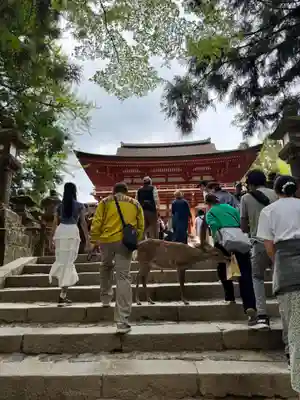 春日大社(奈良県)