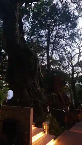 來宮神社の自然