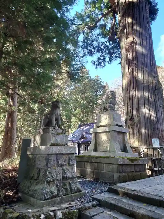 戸隠神社中社の狛犬