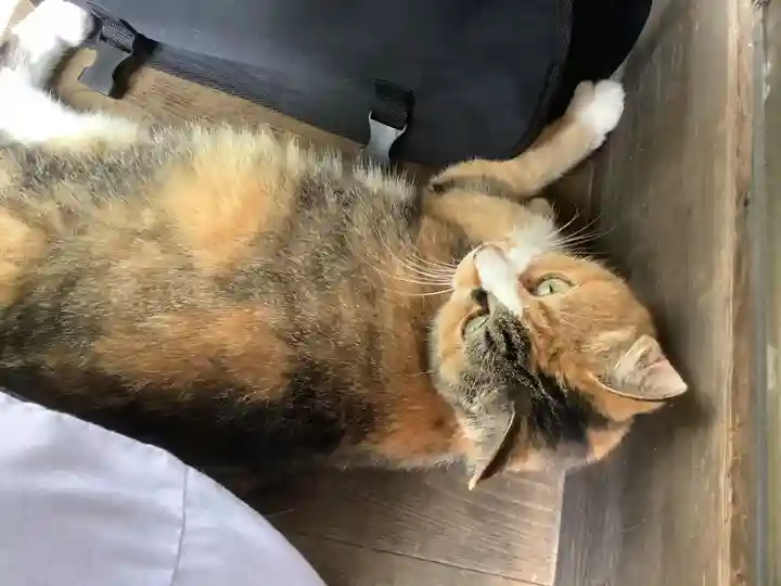 玉野御嶽神社の動物