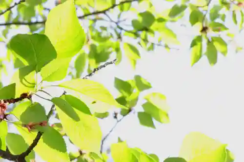 三津厳島神社の自然
