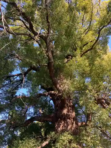 上野東照宮の{uncategorized: "未分類", other: "その他", undefined: "問題あり", building: "その他建物", grave: "お墓", sacred_gate: "鳥居", guardian: "狛犬", statue: "像", buddha: "仏像", history: "歴史", nature: "自然", garden: "庭園", animal: "動物", pagoda: "塔", temizu: "手水舎", mountain_gate: "山門・神門", sanctuary: "本殿・本堂", subordinate: "末社・摂社", art: "芸術", scenery: "景色", jizo: "地蔵", ema: "絵馬", goshuin: "御朱印", omikuji: "おみくじ", items: "授与品その他", amulet: "お守り", goshuincho: "御朱印帳", eats: "食事", festival: "お祭り", votive_dance: "神楽", shichigosan: "七五三参", wedding: "結婚式", experience: "体験その他", initially: "初詣", around: "周辺", anti_infection: "感染症対策"}