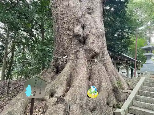 五所八幡宮の自然