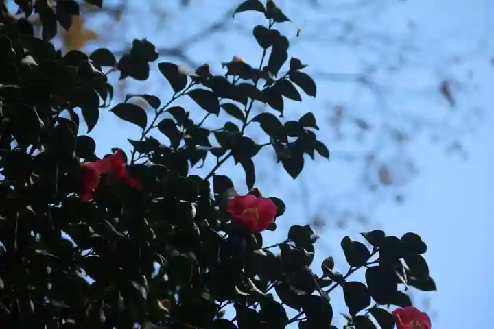 阿久津「田村神社」(郡山市阿久津町)旧社名:伊豆箱根三嶋三社の自然