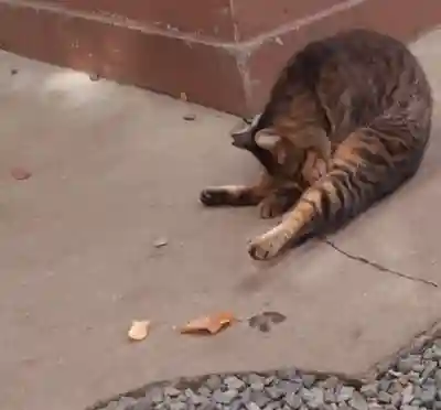 鷲神社(東京都)