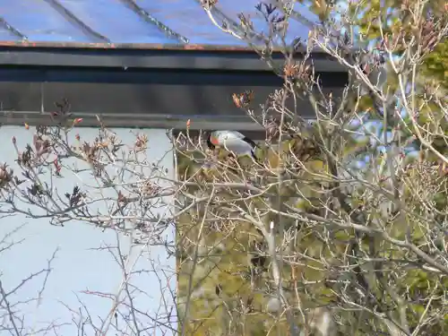 留辺蘂神社の動物