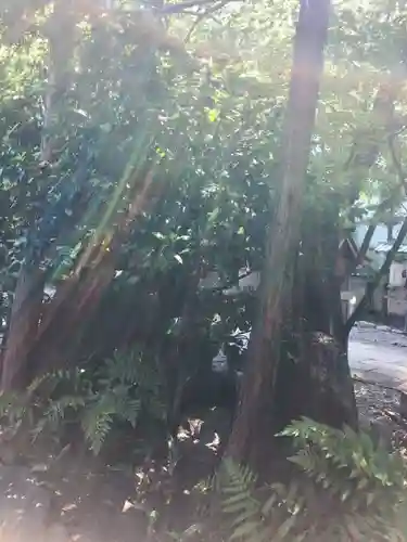 洲嵜神社の自然