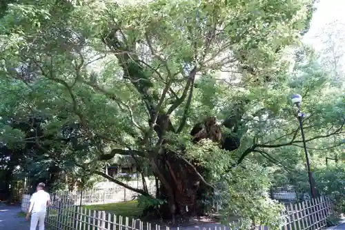 浜松八幡宮(静岡県)