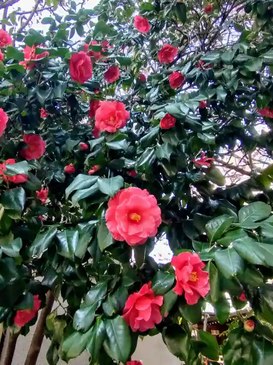蔵前神社(東京都)