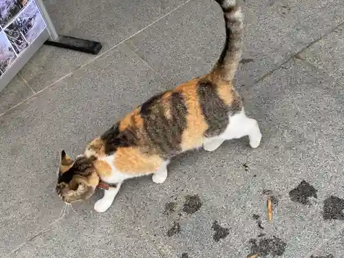 前玉神社の動物
