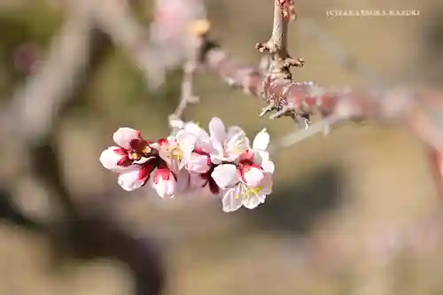 筑波山神社の自然