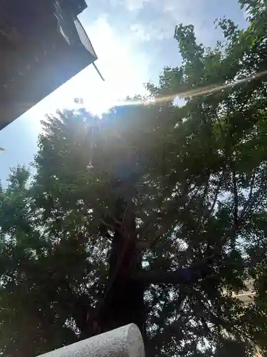 朝日氷川神社(埼玉県)