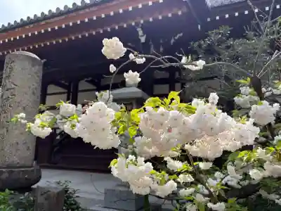 浜本山 源光寺の{uncategorized: "未分類", other: "その他", undefined: "問題あり", building: "その他建物", grave: "お墓", sacred_gate: "鳥居", guardian: "狛犬", statue: "像", buddha: "仏像", history: "歴史", nature: "自然", garden: "庭園", animal: "動物", pagoda: "塔", temizu: "手水舎", mountain_gate: "山門・神門", sanctuary: "本殿・本堂", subordinate: "末社・摂社", art: "芸術", scenery: "景色", jizo: "地蔵", ema: "絵馬", goshuin: "御朱印", omikuji: "おみくじ", items: "授与品その他", amulet: "お守り", goshuincho: "御朱印帳", eats: "食事", festival: "お祭り", votive_dance: "神楽", shichigosan: "七五三参", wedding: "結婚式", experience: "体験その他", initially: "初詣", around: "周辺", anti_infection: "感染症対策"}