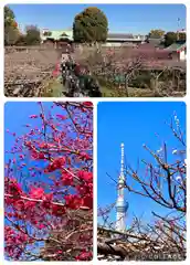 亀戸天神社(東京都)