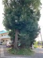 姥神社(千葉県)