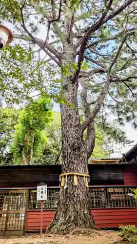 前原御嶽神社の自然