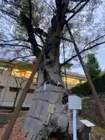 白山神社の自然