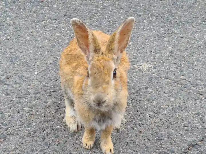 大久野島神社(広島県)