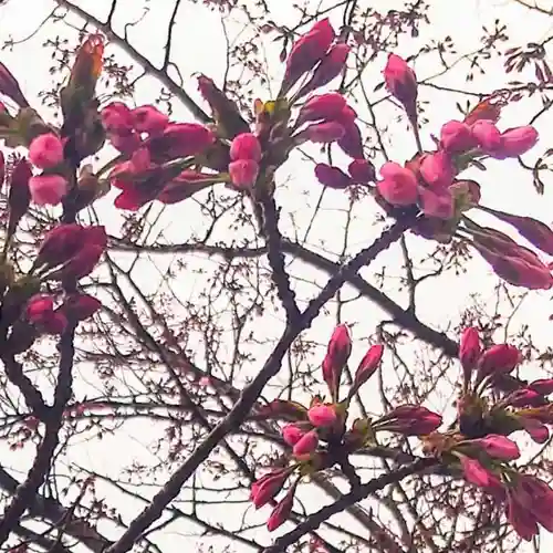 彌彦神社　(伊夜日子神社)の自然