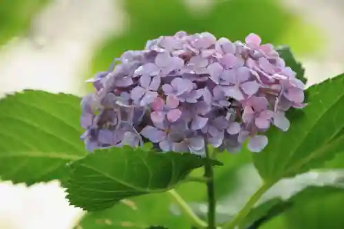 長屋神社の自然