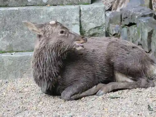 春日大社の動物