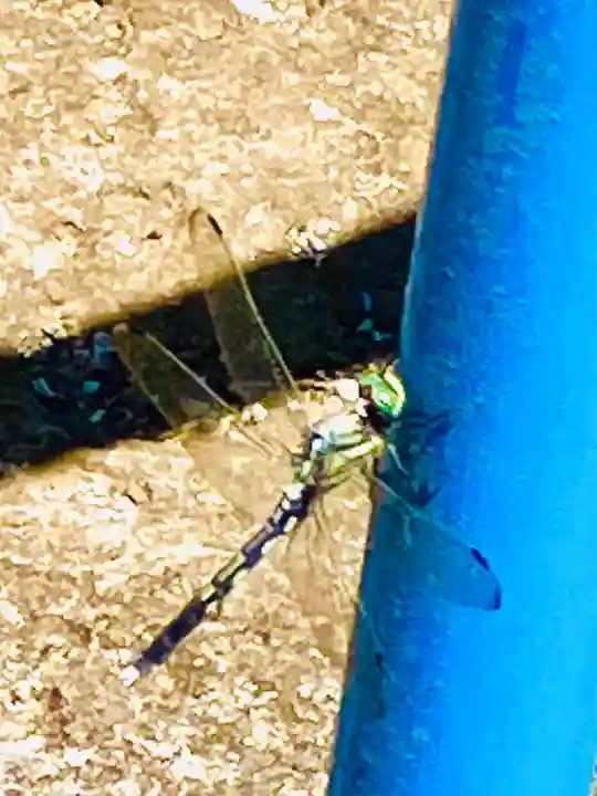 泊崎弘法大師堂(茨城県)