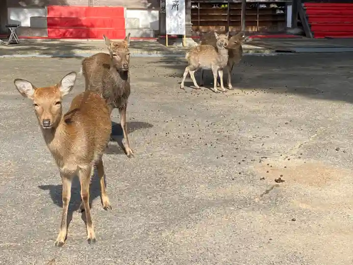 金華山黄金山神社(宮城県)