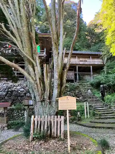 日龍峯寺(高澤観音)(美濃清水)の自然