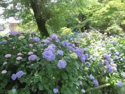 矢田寺(奈良県)